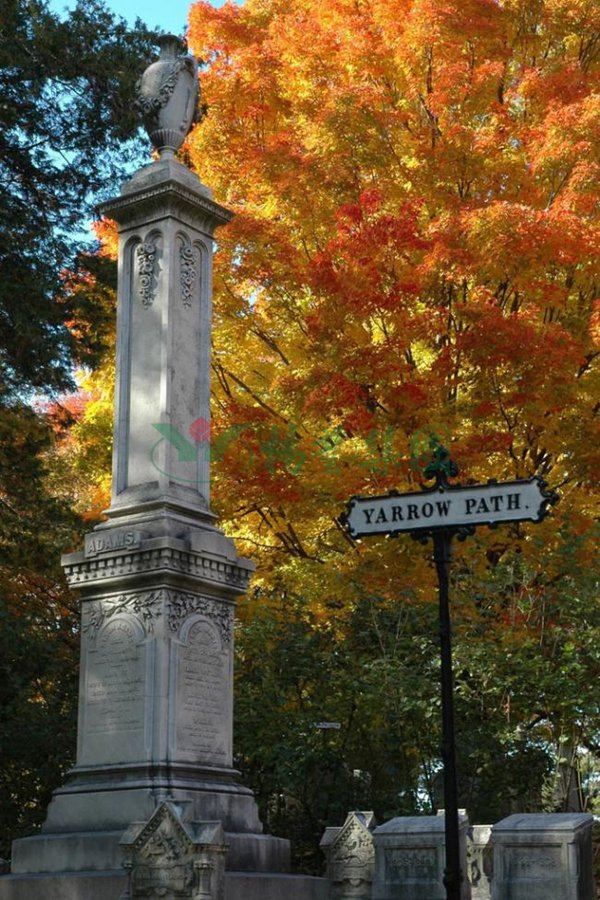 ��ҳ - ���ɱ����ǹ��ʹٷ���վ