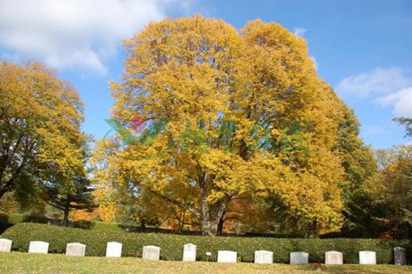 ��ҳ - ���ɱ����ǹ��ʹٷ���վ