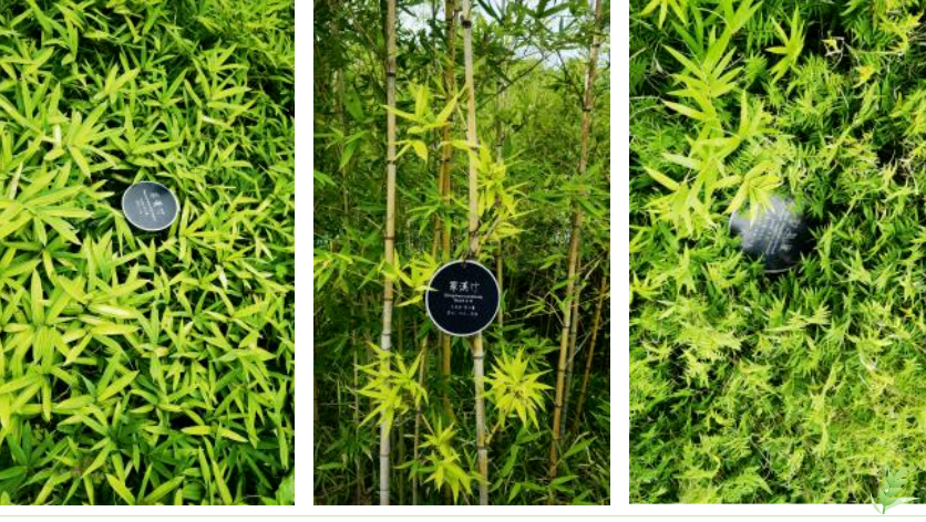 ��ҳ - ���ɱ����ǹ��ʹٷ���վ