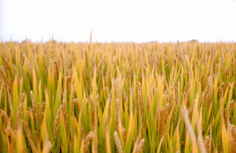 ��ҳ - ���ɱ����ǹ��ʹٷ���վ