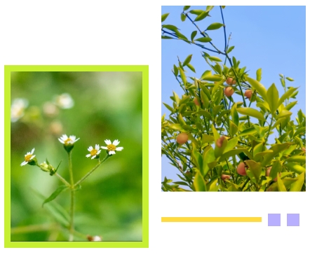 ��ҳ - ���ɱ����ǹ��ʹٷ���վ